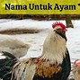 Nama Game Ayam Bertarung Di Hutan Yang Bagus